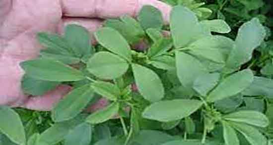 خواص یونجه برای مرغ ؛ فواید مصرف یونجه برای غذای مرغ عشق