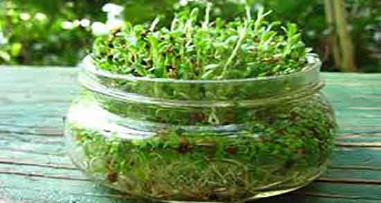 خواص یونجه در طب سنتی ؛ فواید مصرف یونجه از نظر طب سنتی چیست
