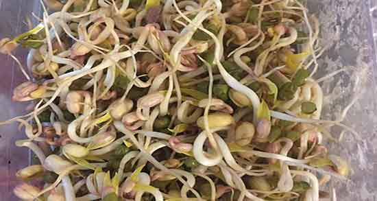 ماش در دوران بارداری ؛ ایا ماش برای جلو گیری از تهوع زنان باردار مفیده