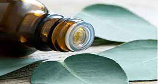 مضرات درخت اکالیپتوس ؛ عوارض درخت اکالیپتوس برای هسته زمین