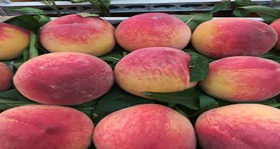 مضرات هلو طب سنتی ؛ عوارض مصرف هلو از نظر طب سنتی چیست