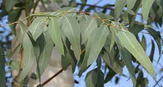 اکالیپتوس برای سرماخوردگی ؛ خواص اکالیپتوس برای سرماخوردگی
