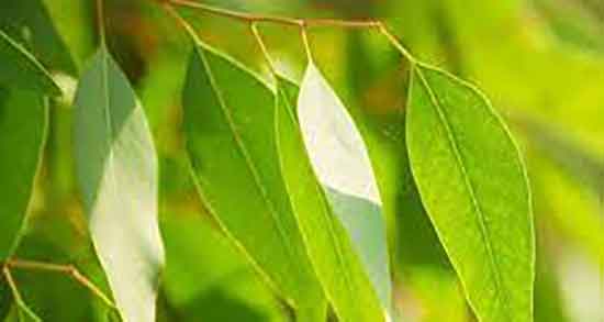 اکالیپتوس و خواص درمانی ؛ فواید برگ اکالیپتوس برای تنگی نفس