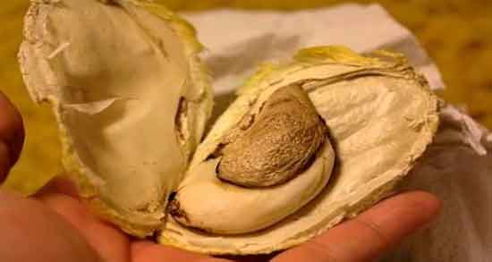 طبع هسته انبه ؛ طبیعت هسته انبه سبز برای بدن سرد است یا گرم