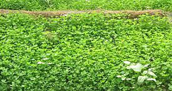 طریقه مصرف یونجه برای دیابت ؛ دستور دمنوش یونجه برای قند خون