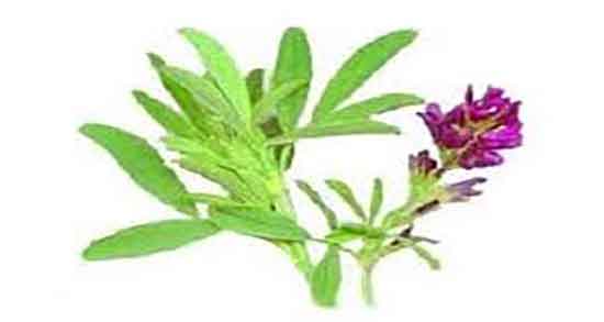 یونجه برای پلاکت خون ؛ درمان گیاهی پلاکت پایین با مصرف یونجه