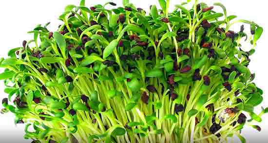 یونجه چیست ؛ یونجه تیموتی چیست + طبع یونجه وحشی چیست