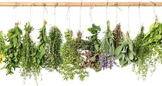 یونجه در طب سنتی ؛ خواص مصرف عرق یونجه از نظر طب سنتی