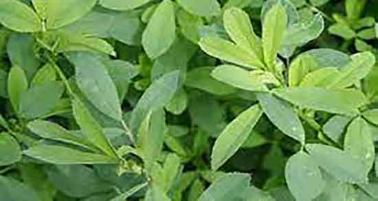 یونجه و دیابت ؛ خاصیت مصرف یونجه وحشی برای کنترل قند خون