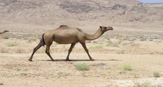 ادرار شتر برای تنگی نفس ؛ بهترین روش برای درمان تنگی نفس با مصرف ادرار شتر