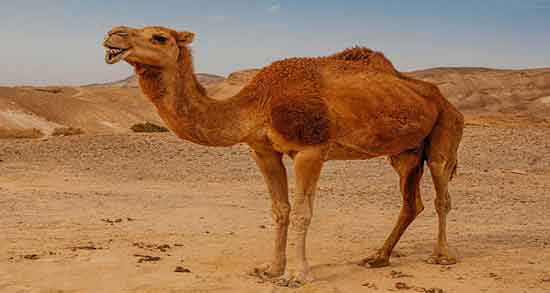 ادرار شتر برای سرطان ؛ خواص ضد سرطانی مصرف ادرار شتر