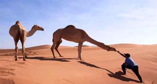 ادرار شتر برای چی خوب است ؛ آشنایی با خاصیت درمانی ادرار شتر