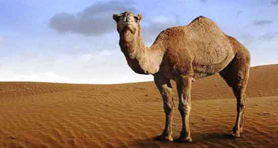 ادرار شتر در احادیث ؛ در کدام احادیث خواص ادرار شتر ذکر شده است