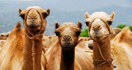 ادرار شتر در مفاتیح ؛ تاکید به مصرف ادرار شتر در مفاتیح