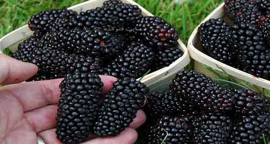 توت سیاه چه خواصی دارد ؛ خطر ابتلا به بیماری های قلبی و درمان کبد چرب با خوردن توت سیاه