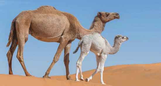 خواص ادرار شتر در اسلام ؛ نگاه دین اسلام به ادرار شتر چگونه است؟