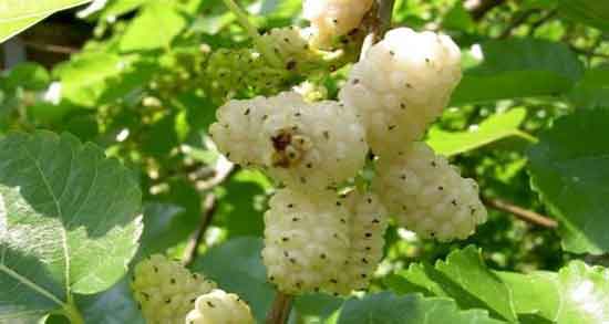 خواص توت سفید ؛ در طب سنتی برای کبد چه طبعی دارد و خواص شیره و برگ