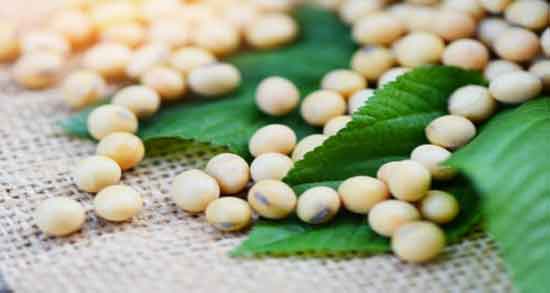 خواص سویا آجیلی برای چاقی ؛ مصرف بیش از حد سویا آجیلی باعث چاقی و اضافه وزن