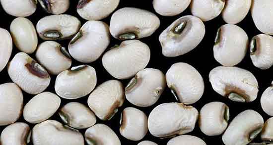 خواص لوبیا چشم بلبلی ؛ در بارداری و طب سنتی و دیابت و مضرات