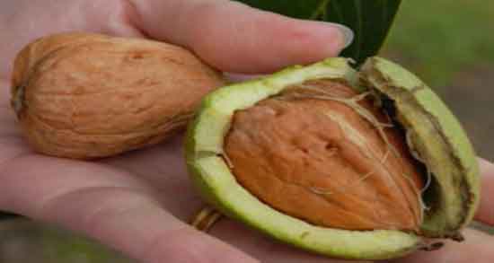 خواص گردوی خیس تازه ؛ خاصیت مصرف گردوی خیس تازه برای سلامتی بدن