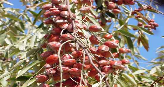 خواص گل و برگ سنجد ؛ آشنایی با خاصیت درمانی و دارویی گل و برگ سنجد