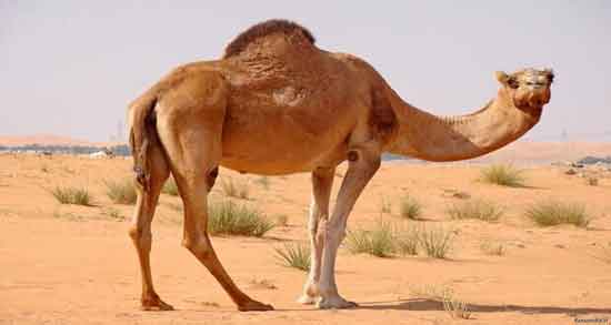 عوارض ادرار شتر ؛ استفاده از ادرار شتر چه عوارضی برای سلامتی دارد