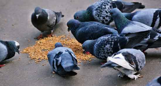 فواید ارزن برای کبوتر ؛ همه چیز درباره خاصیت ارزن به عنوان غذای کبوتر