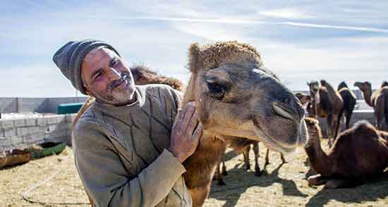 مضرات ادرار شتر ؛ بررسی عوارض و مضرات مصرف ادرار شتر