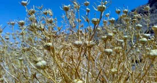 مضرات اسپند برای زن باردار ؛ آیا استفاده از اسپند برای زن باردار مضر است