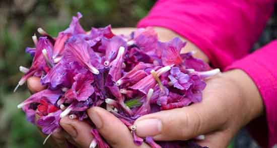 مضرات گل گاوزبان برای مردان ؛ مصرف گل گاوزبان چه ضرری برای سلامت آقایان دارد