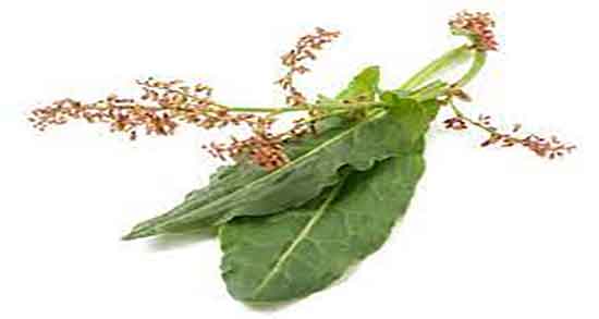 کالری ترشک ؛ میزان کالری و انرژی یک لیوان ترشک برای بدن چقدره