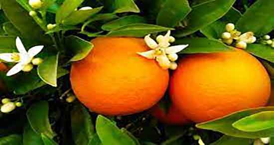 خواص عرق بهار نارنج برای کودکان ؛ فواید عرق بهار نارنج برای اطفال