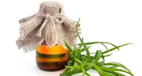 خواص عرق ترخون ؛ فواید و مضرات عرق ترخون برای لاغری بدن