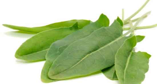 خواص گیاه ترشک در طب سنتی ؛ فواید مصرف ترشک از نظر طب سنتی