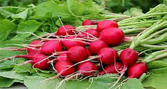 خواص ترب برای کلیه ؛ فواید مصرف ترب سفید برای درمان سنگ کلیه