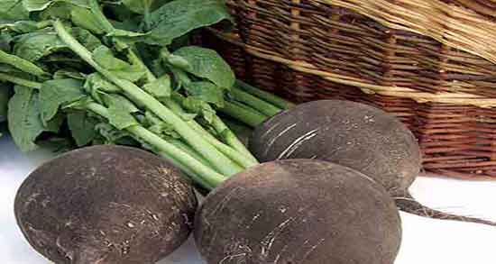 خواص ترب سیاه برای پروستات ؛ ایا ترب سیاه برای پروستات خوب است