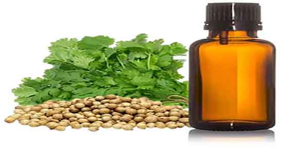 موارد استفاده از گشنیز ؛ خاصیت مصرف گشنیز برای انواع سبزی پلو