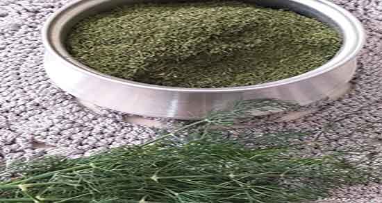 شوید در بارداری ضرر دارد ؛ عوارض مصرف شوید برای زنان باردار چیست