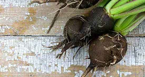ترب سیاه چه خواصی دارد ؛ خواص خوردن ترب سیاه برای پروستات