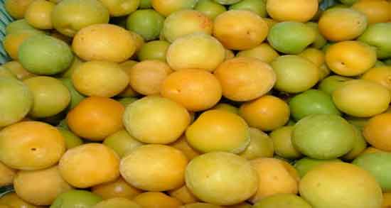 آلو زرد برای دیابتی ها ؛ خواص و مضرات خوردن آلو زرد برای افراد دیابتی