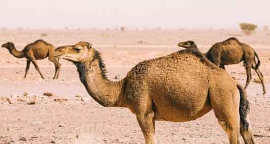 خواص ادرار شتر ؛ برای درمان آسم ، تنگی نفس و سرطان