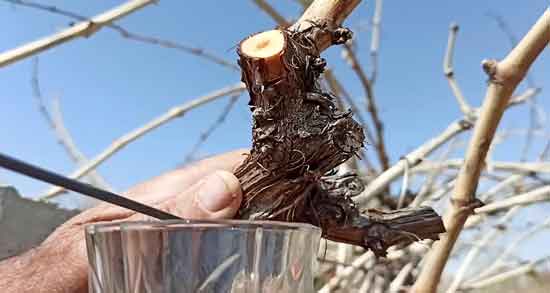 خواص اشک مو ؛ در طب سنتی برای پوست و درمان سنگ کلیه