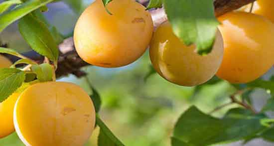 خواص درمانی آلو قطره طلا ؛ خوردن میوه آلو قطره طلا چه فوایدی برای بدن دارد