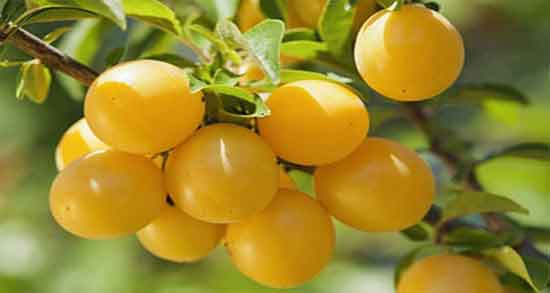 فواید آلو قطره طلا ؛ آشنایی با خواص درمانی خوردن آلو قطره طلا برای سلامتی