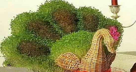 مدل سبزه 1401