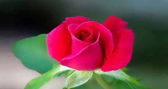 عکس گل نوشته دار