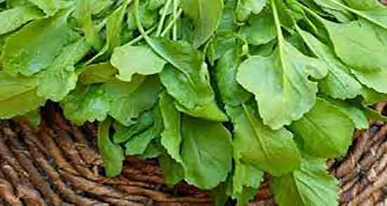 انواع سبزی شاهی ؛ سبزی شاهی همان سبزی تره تیزک است