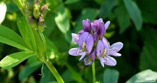فواید عرق یونجه برای مو ؛ خواص عرق برای تقویت موی سر