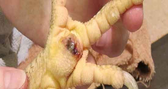 فواید پای مرغ در طب سنتی ؛ خاصیت مصرف پای مرغ از نظر طب سنتی