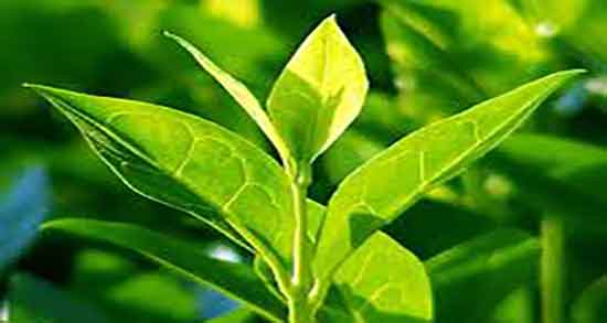 فواید روغن درخت چای چیست ؛ خواص روغن درخت چای برای واژن